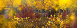 Yellow Aspens Red Undergrowth