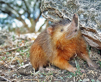 needs credit wiki Hispaniolan_Solenodon_crop.jpg