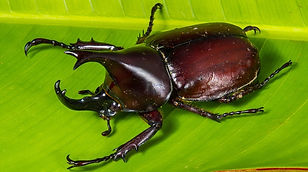 tropical-beetles-195883_1280.jpg