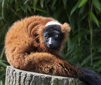 lemur-6677212_1280.jpg