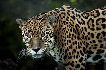 jaguar-3370498_960_720.jpg