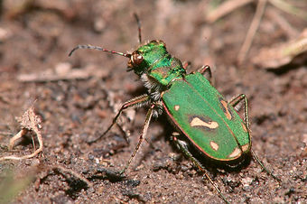Cicindela_ohlone.jpg