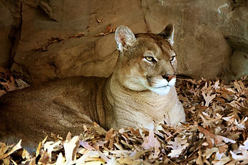 animal-276002_960_720.jpg