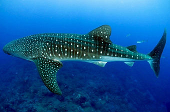 whale shark.jpg
