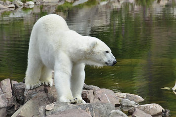 polar-bear-4775530_1280.jpg