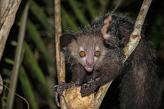 1920px-Wild_aye_aye.jpg