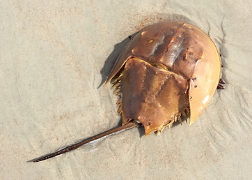 horseshoe-crab-1869338_1280.jpg