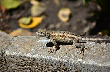 lizard-5488941_1280.jpg