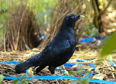 shutterstock_740628850 (1).jpg