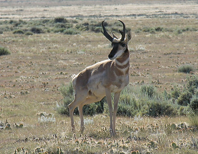 pronghorn 2.jpg