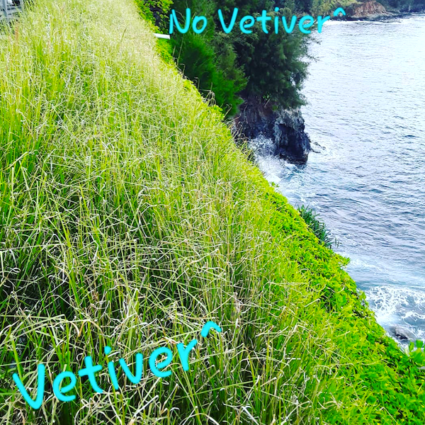 Thumbnail: Vetiver Farms Hawaii