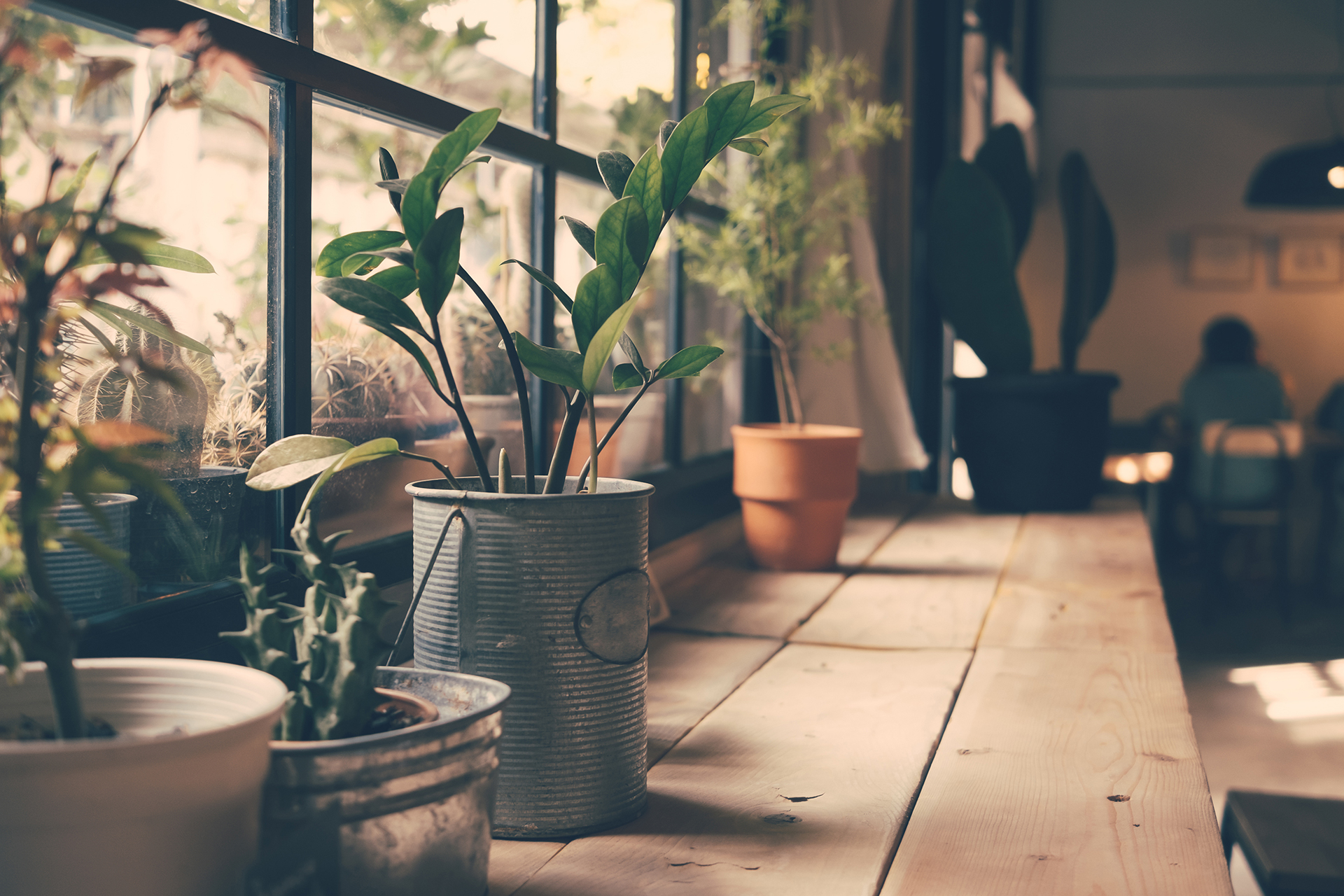 Plantas en la ventana