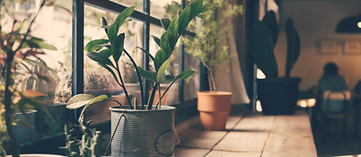 Plants on the Window