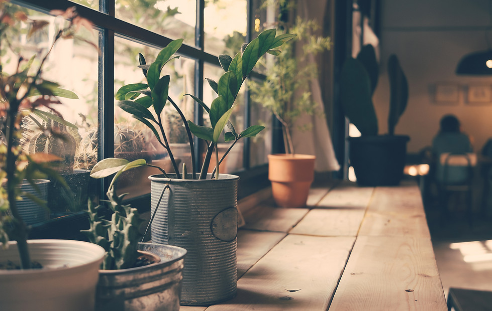 Plants on the Window