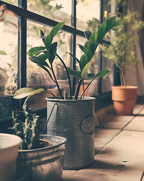 Plants on the Window