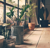 Planten op het Venster