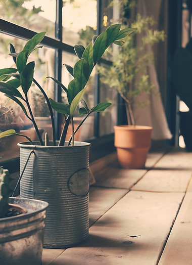 Plants on the Window