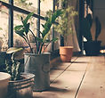 ウィンドウの上の植物