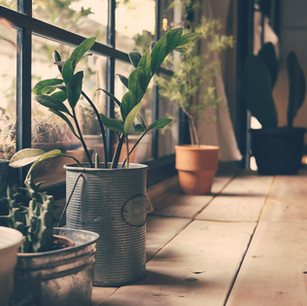 Plants on the Window