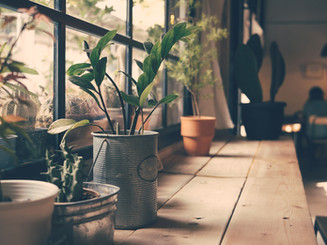 Plants on the Window