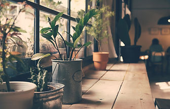 Plants on the Window