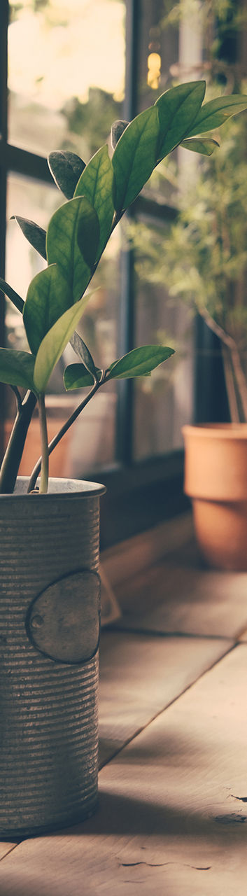 ウィンドウの上の植物