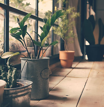 Plants on the Window