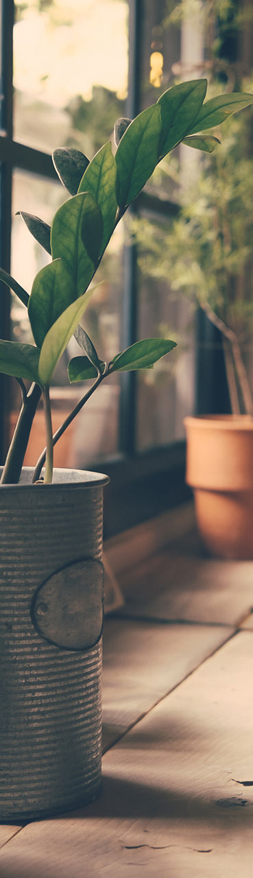 ウィンドウの上の植物