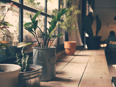 #seasonal plants for indoor and garden