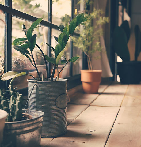 Plants on the Window