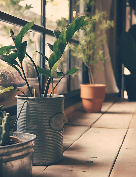 Plants on the Window