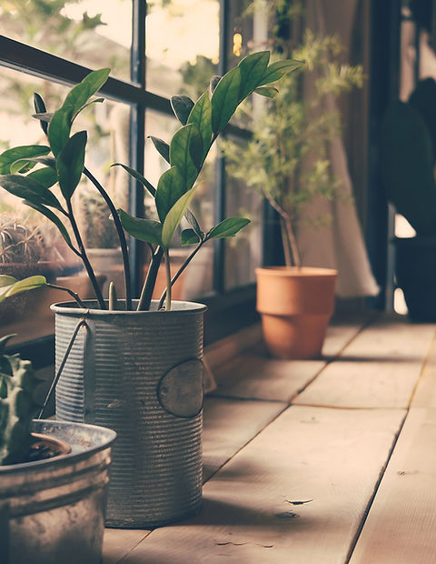 Plants on the Window
