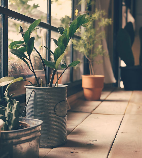 Plants on the Window