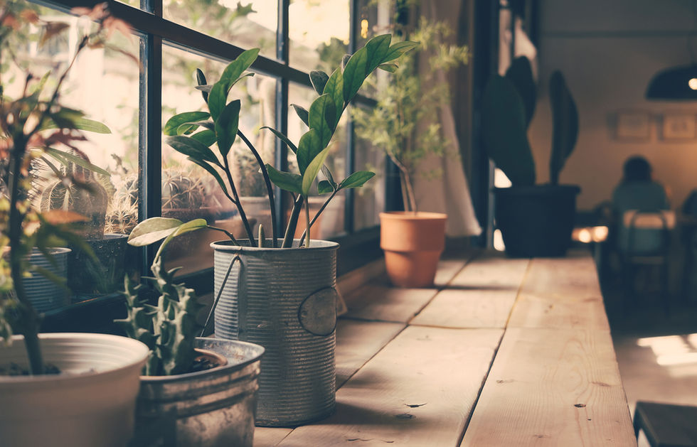 Plants on the Window