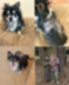 Rescue dog adopted through Paw of Duty Lodging