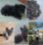 Rescue dog adopted through Paw of Duty Lodging