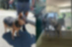 Rescue dog adopted through Paw of Duty Lodging