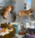 Rescue dog adopted through Paw of Duty Lodging
