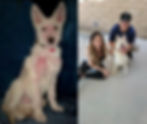 Rescue dog adopted through Paw of Duty Lodging