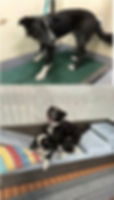 Rescue dog adopted through Paw of Duty Lodging