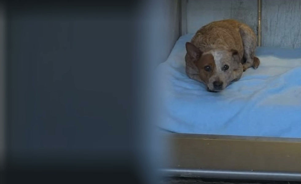 paw-of-duty-hero-story-v2.mp4