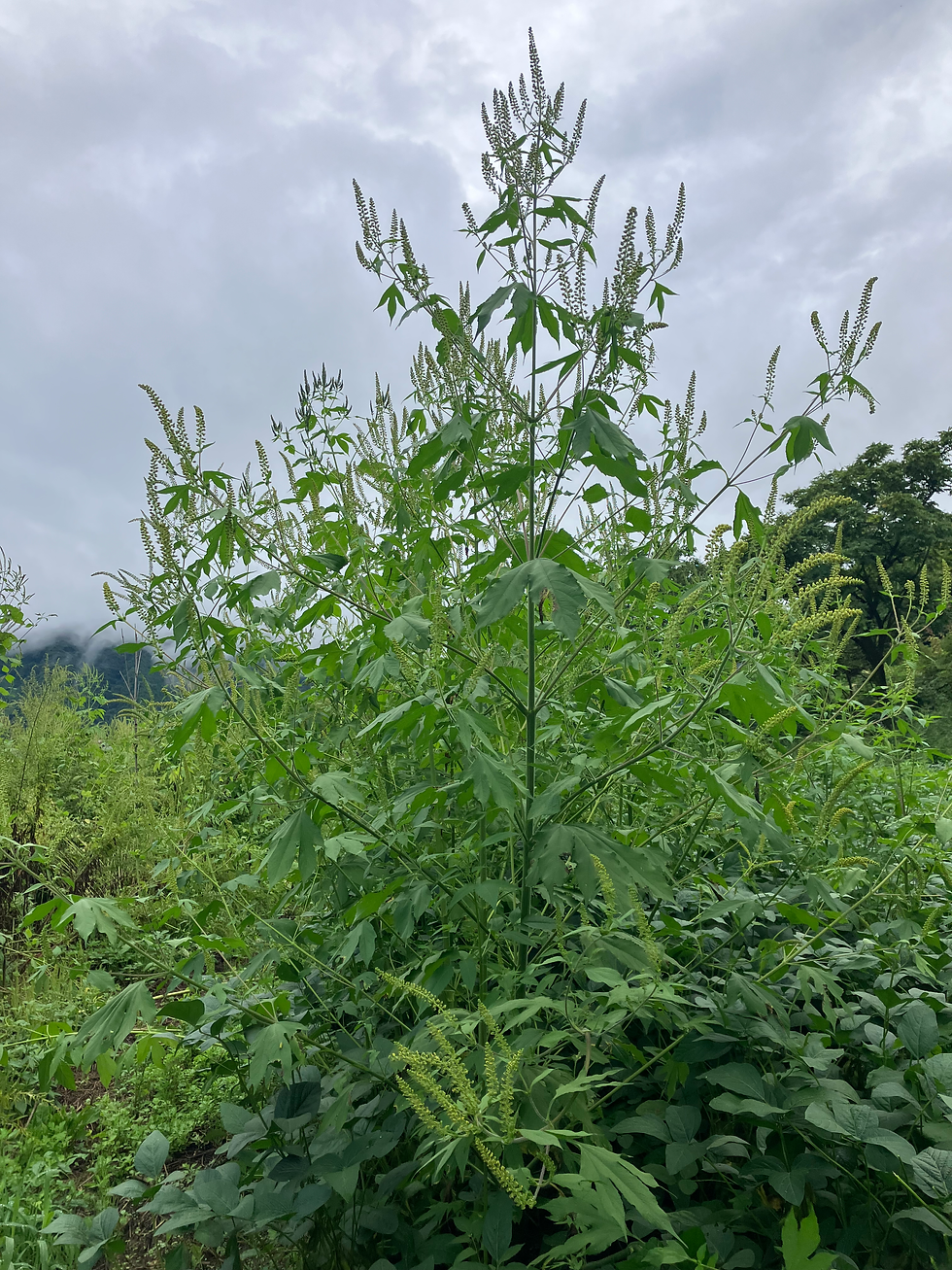 草が成長しすぎると見上げる高さまでなります笑