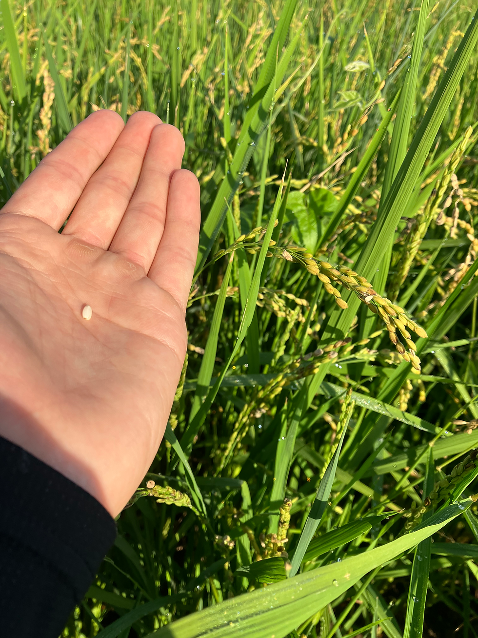 穂が出るタイミングも水で変わると僕は感じましたとさ。