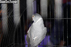 IMG_1661 (نسخ)