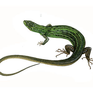 Reptilie