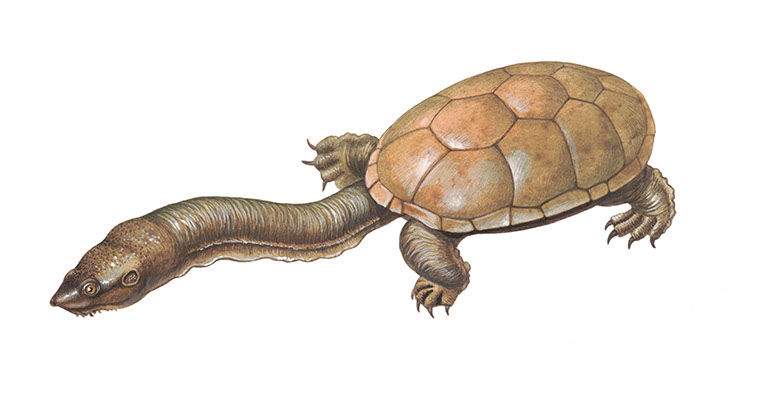 eastern long-necked turtle (Chelodina longicollis)