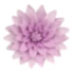 O'Creme Lavender Dahlia Gumpaste Flowers - Set of 3