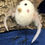 Thumbnail: Needle Felted Standing Chick Decoration