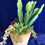 Thumbnail: Bespoke Succulent Plant Arrangement
