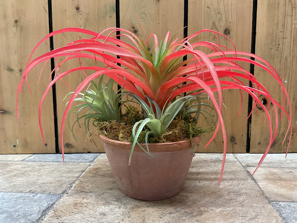 Potted Tillandsia Airplant Arrangement